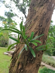 Podocarpus macrophyllus maki