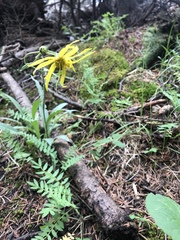 Senecio amplectens