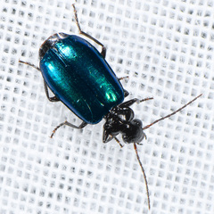 Lebia cyanipennis