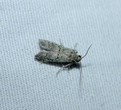 Cacotherapia flexilinealis