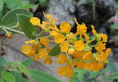 Gaudichaudia cycloptera