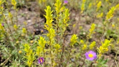 Orthocarpus luteus