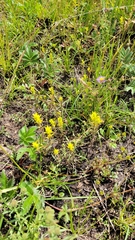 Orthocarpus luteus