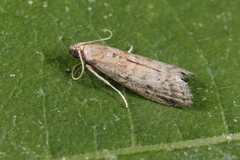 Ephestia woodiella