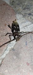 Enaphalodes taeniatus