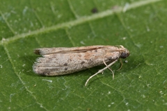 Ephestia woodiella
