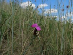 Dianthus andrzejowskianus