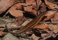 Eutropis lewisi