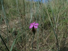 Dianthus andrzejowskianus