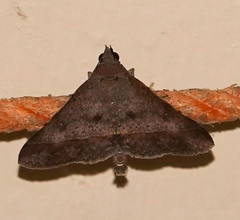 Hypospila bolinoides