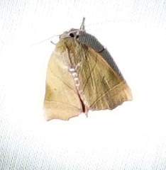 Carea angulata