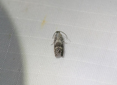 Ofatulena duodecemstriata