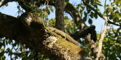 Callosciurus pygerythrus