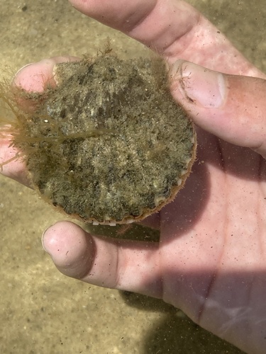 taxonomy_inaturalist image for Aequipecten