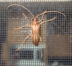 Centrodera