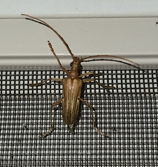 Centrodera