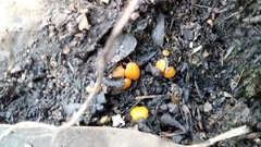 Phaeohelotium baileyanum