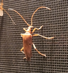 Centrodera