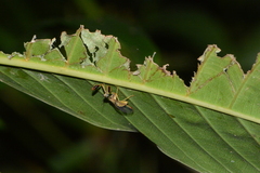 Dicromantispa interrupta