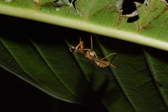 Dicromantispa interrupta