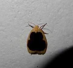 Pseudoblabes oophora