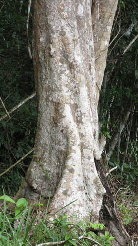 Massive Almendro tree emerging above rainforest canopy
