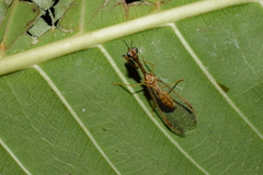 Dicromantispa interrupta