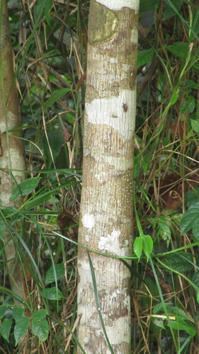 Tetragastris panamensis, 2022-07-30