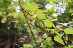 Cyclea hypoglauca