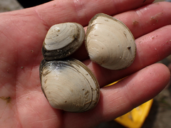 Macoma inquinata