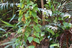 Cyclea hypoglauca