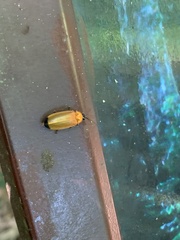Abscondita terminalis