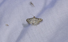 Hileithia rehamalis