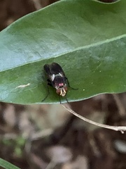 Abscondita terminalis