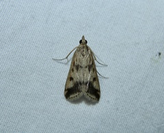 Achyra bifidalis