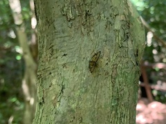 Abscondita terminalis