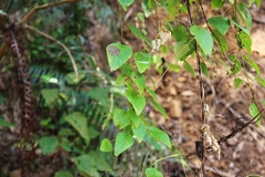 Cyclea hypoglauca