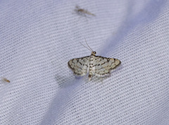 Hileithia rehamalis