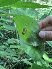 Abscondita terminalis