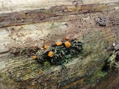 Dacrymyces