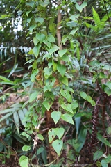 Cyclea hypoglauca