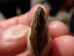 Macoma inquinata