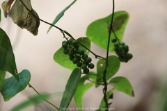Cyclea hypoglauca