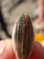Macoma inquinata