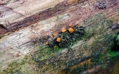 Dacrymyces
