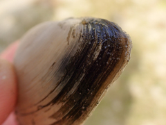 Macoma inquinata