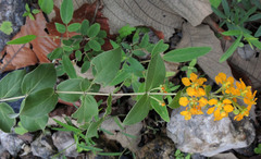 Gaudichaudia cycloptera