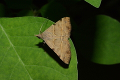 Hemeroplanis historialis