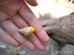 Amphidromus furcillatus