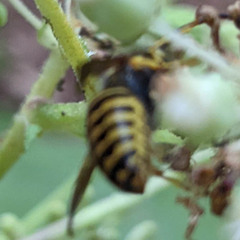 Dolichovespula arenaria